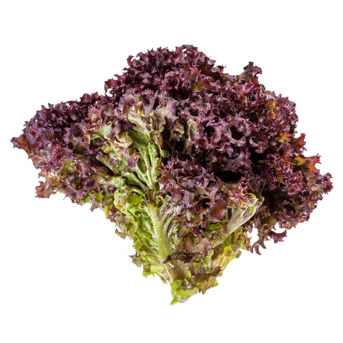 Lechuga morada