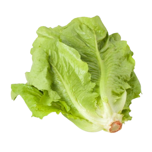 Lechuga orejona